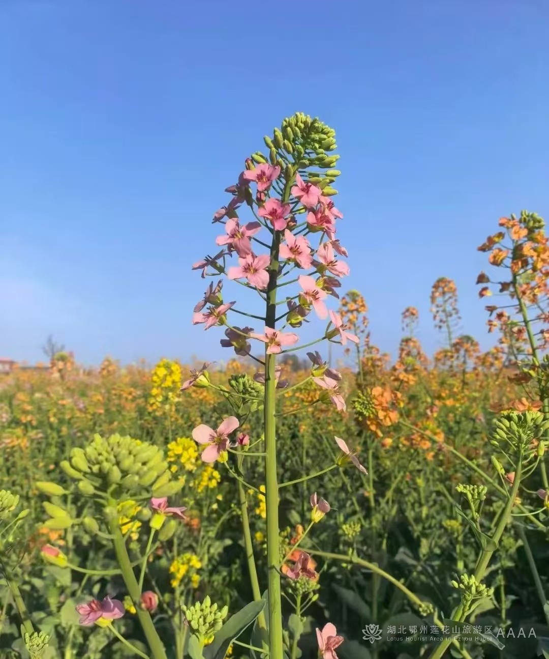 鄂州油菜花何时开？花期预报来了！